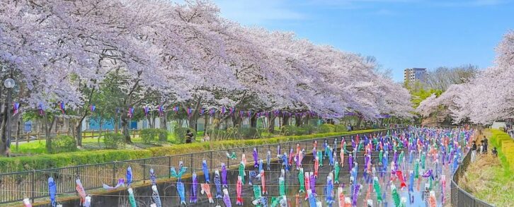 Sakura. Wyprawa rowerowa do Japonii, dla KOBIET