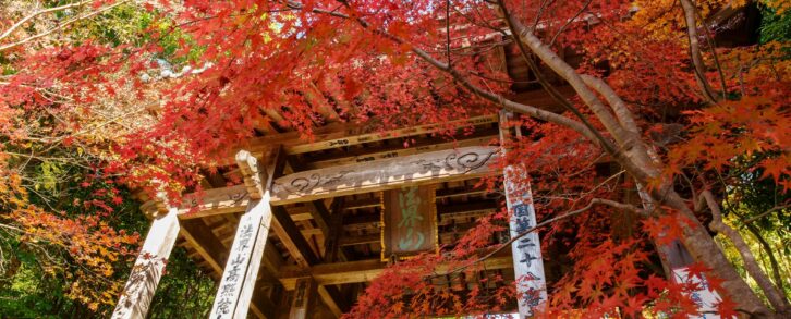 MOMIJI w Japonii, kiedy i gdzie jechać po czerwone i złote klony