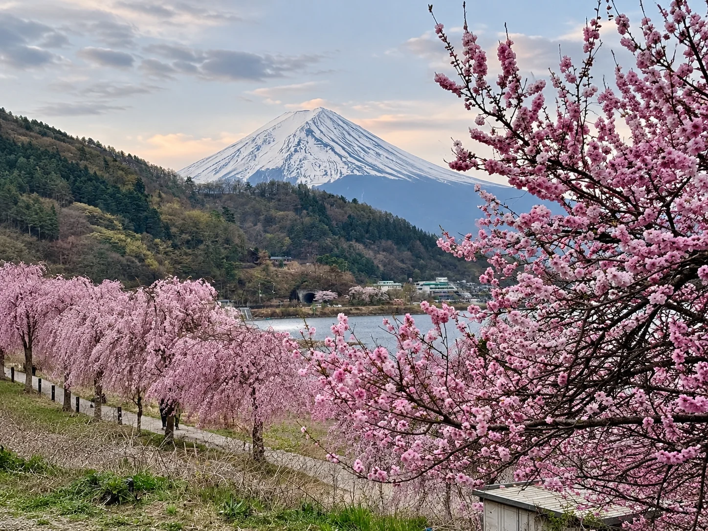 sakura fuji wycieczka japonia kameralnie kwiecień