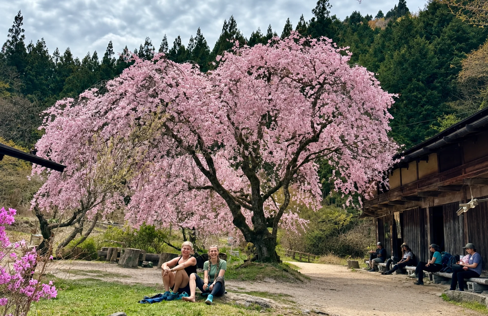 japonia sakura